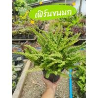 ราคา เฟิร์นขนนกฟอร์มสวยพร้อมกระถาง 8 นิ้ว ราคาถูก (43918375698)