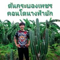 ราคา ต้นกระบองเพชรคอโดนางฟ้ายักษ์ (17195908019)