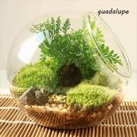 ราคา GUADALUPE1 แจกันแก้วใส แก้ว Borosilicate เฉียงแจกันแก้ว กระถางดอกไม้ใสใส 8 10 12 16 ซม พืช Terrarium Hydroponics (45059315057)
