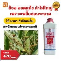 ราคา อ้อย ยอดแห้ง ลำไม่ใหญ่ เพราะเพลี้ยอ่อนระบาด แก้ได้ด้วย มาคา สารอัลคาลอยด์ธรรมชาติ (42530166049)