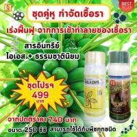 ราคา มะละกอ ใบไหม้ ใบจุด โรคแอนแทรคโนส รากเน่า ราแป้ง โรคราต่างๆ ป้องกันกำจัดด้วย ไอเอส และเร่งฟื้นฟู ด้วย ปุ๋ย FK T (25875630954)