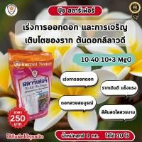 ราคา ปุ๋ยสตาร์เฟอร์ สูตร 10 40 10 3 MgO เคล็ดลับเพิ่มประสิทธิภาพในการเจริญเติบโตและการออกดอกของต้นดอกลีลาวดี (25112733741)