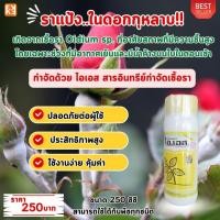 ราคา ราแป้ง ในดอกกุหลาบ โรคราต่างๆ ในต้นดอกกุหลาบ ป้องกันกำจัดด้วย ไอเอส และเร่งฟื้นฟู ด้วย FK T (25825605049)