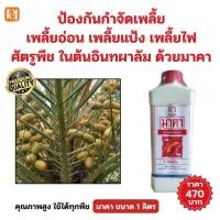 ราคา กำจัดเพลี้ยอ่อน เพลี้ยแป้ง เพลี้ยไฟ ศัตรูพืช ในต้นอินทผาลัม ด้วยมาคา สารอัลคาลอยด์ธรรมชาติ ปลอดภัย (26340623747)