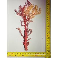ราคา DeepSea Red Coral แท้ธรรมชาติ100 หายาก สำหรับตกแต่ง มีเพียงชิ้นเดียว ทรงสวยงามมาก ขนาดเล็ก (29737532072)