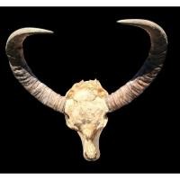 ราคา นำเข้า เขาควายมูร่า 73 74นิ้วใหญ่มากตัวเมีย ฟอร์มสมบูรณ์สุด Moura Buffalo Horn เขาควายหายาก สายพันธุ์มูร่า (57952694437)