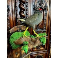 ราคา นำเข้าหายาก Taxidermy Common Moorhen นกสตัฟฟ์ สำหรับเเขวนผนัง ซึ่งเป็นนกน้ำยุโรปสวยงาม น้ำกร่อยเเละน้ำเค็ม (57455281468)