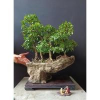 ราคา นำเข้า ชาฮกเกี้ยนฟอร์มสวย มินิมอล หรู ดูแพงในตัว ต้น ชาฮกเกี้ยน Fukien Tea เป็นไม้บอนไซยอดนิยมที่ขึ้นฟอร์มง่าย (53652188773)