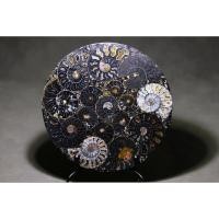 ราคา นำเข้า แผ่นฟอสซิลแอมโมไนต์สีดำ พร้อมขาตั้งโชว์ Natural Black Ammonite Fossil Disk Rare Black Mineralization (53306322521)