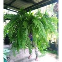 ราคา นำเข้าตกแต่ง เฟิร์นสไบนาง สไบใจ ตกแต่งบอนไซ ไม้ประดับยอดนิยม สวยยาวพริ้ว (48802698407)