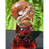 ราคา นำเข้าแท้ ฟอสซิลแอมโมไนต์ขัดเงา พร้อมขาตั้งโชว์ Fine Polishing Ammonite with Stand Authentic Prehistoric Fossil (48156345967)