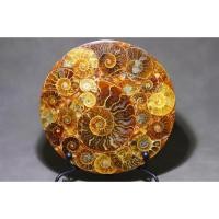 ราคา นำเข้า แผ่นฟอสซิลแอมโมไนต์ธรรมชาติ พร้อมขาตั้งฟรี Natural Ammonite Fossil Disk Authentic Prehistoric Shell (47306337756)
