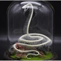 ราคา นำเข้า Snake Bone Specimen Red Python โครงกระดูกงูหลามแดง ตัวอย่างกระดูกแท้ 25cm (45452856590)