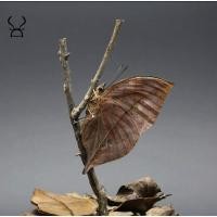 ราคา นำเข้า Dead Leaf Butterfly Specimen A Piece of Dead Leaf ตัวอย่างผีเสื้อใบไม้แห้ง ในโดมแก้ว (51702827664)