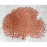 ราคา นำเข้า Gorgonian สุดหายาก เสน่ห์แห่งใต้ทะเล สู่ความงามบนตู้ของคุณ (45003437295)