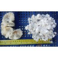 ราคา นำเข้า ปะการัง Gorgonian สุดหายาก ปะการัง เสน่ห์แห่งใต้ทะเล สู่ความงามบนตู้ของคุณ (43877204773)