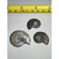 ราคา ฟอสซิลแอมโมไนต์ 3ตัว Ammonite fossils สัตว์ทะเลที่สูญพันธุ์ไปแล้ว ในหินยุคมีโซโซอิก ประมาณ 66 ถึง 252 ล้านปีก่อน (41653104687)