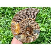 ราคา นำเข้าแท้ ฟอสซิลแอมโมไนต์ธรรมชาติ อัญมณีแห่งบรรพกาล Natural Ammonite Fossil Specimen 100 Natural Quartz Stone (52206317370)