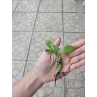 ราคา มะพร้าวทะเลทราย ใบยาว Dorstenia ล้างราก (28389199556)