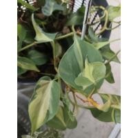 ราคา พลูบราซิล Philodendron Brasil หรือพลูเรือนแก้ว ตัดกิ่งขนาด5 6cm (18786235340)