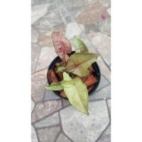 ราคา ต้นออมชมพู ธรรมดา Pink Syngonium ในกระถาง4นิ้ว (23279571270)