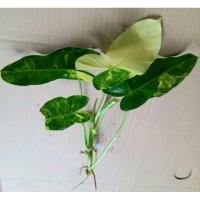 ราคา ฟิโลด่าง Philodendron Burle Marx Variegated (25225649210)