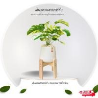 ราคา ชุดต้นมอนสเตอร่า ปลอม ชุดต้นไม้ตกแต่งภายในบ้าน ชุดต้นไม้ตกแต่งสวน ชุดต้นไม้ตกแต่งห้องนั่งเล่น (25619013636)