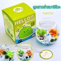 ราคา COD Marimo ของแท้ มอสบอล เหมาะสำหรับให้เป็นของขวัญสำหรับคนที่รัก มาริโมะ (24015194434)