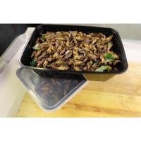 ราคา สะดิ้งทอด ปริมาณ 250กรัม ทอดใหม่ พร้อมส่ง ร้านสุโขทัยรวมแมลง เชียงใหม่ (1269769965)