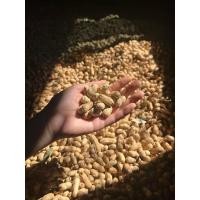 ราคา ถั่วลิสงแห้งคัดสวย 10 kg สำหรับคั่วขาย และสามารถทำเมล็ดพันธุ์ได้ ถั่วถอนใหม่เดือนพฤศจิกายน (28493820525)