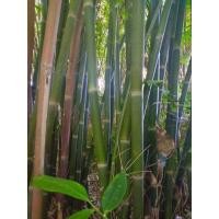 ราคา ไผ่เฮียะ ไผ่เฮี๊ยะ หรือไผ่เหียะ Dendrocalamus hamiltonii กล้าเพาะเมล็ด พร้อมส่ง (13003849453)