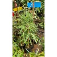 ราคา ไผ่ด่างกาญจนา หรือ ไผ่ด่างทองผาภูมิ Gigantochloa auriculata Dang Karnjana กล้าชำเหง้า พร้อมส่ง (13903825453)