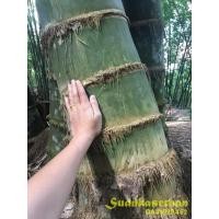 ราคา ไผ่ยักษ์ ไผ่ยักษ์น่าน ไผ่ยักษ์เมืองน่าน Dendrocalamus giganteus Yak Nan พร้อมส่ง (6544463287)