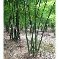 ราคา ไผ่ตงลืมแล้ง หรือไผ่กิมซุง Dendrocalamus asper Backer กิ่งตอน พร้อมส่ง (3653998667)