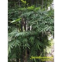 ราคา ไผ่ซางหวาน หรือไผ่ซางดำ Dendrocalamus strictus พร้อมส่ง (7644463823)