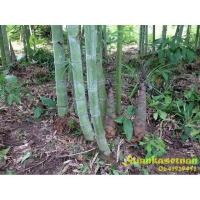 ราคา ไผ่ซางหม่น Dendrocalamus sericeus กิ่งตอน พร้อมส่ง (3344561713)