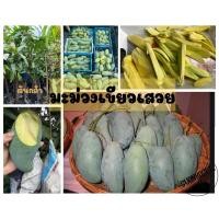 ราคา มะม่วงเขียวเสวย สุดยอดผลไม้อร่อย ต้นกล้าพร้อมส่ง (21352509704)