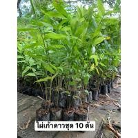 ราคา ไผ่เก้าดาว จัดชุดโปรโมชั่น 10 ต้น กล้าเพาะเมล็ด พร้อมส่ง (21001589080)