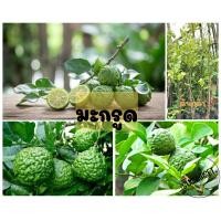 ราคา มะกรูด พืชสมุนไพรยอดนิยมคู่คนไทย พร้อมส่ง (20250930967)