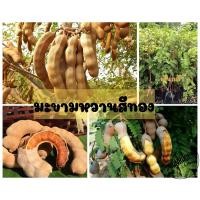 ราคา มะขามหวานพันธุ์สีทอง (18850935204)