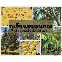 ราคา ทุเรียนหมอนทองเสียบยอด ต้นกล้าขนาดกลาง พร้อมส่ง (18550826073)