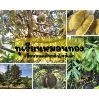 ราคา ทุเรียนหมอนทอง เสียบยอดไซส์ประหยัด (18150824443)