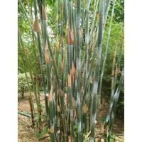 ราคา ไผ่ขาว ไผ่ประดับสีขาว Bambusa textilis gracilis พร้อมส่ง (5353907884)