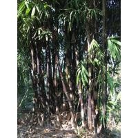 ราคา ไผ่ดำติมอร์ ไผ่ดำลาโก้ Bambusa lako as Timor black bamboo พร้อมจัดส่ง (4253910807)