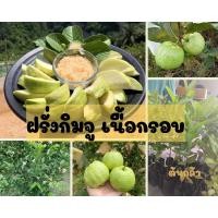ราคา ฝรั่งกิมจู ต้นกล้ากิ่งตอน 70 80 ซม พร้อมส่งทั่วประเทศ (16586609176)