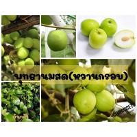 ราคา พุทรานมสด ผลมีรสหวานหวานกรอบ พร้อมส่ง (20250929101)