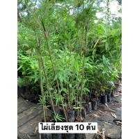 ราคา ไผ่เลี้ยง จัดชุดโปรโมชั่น 10 ต้น พร้อมส่ง (10295169958)