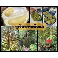 ราคา ทุเรียนหลงลับแล สายพันธุ์อุตรดิตถ์ ต้นกล้าพร้อมส่ง (21950826785)