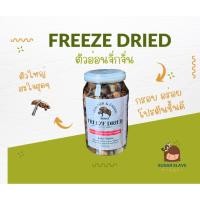 ราคา ตัวอ่อนจั่กจั่นฟรีซดราย ย่อยง่าย อาหารตามธรรมชาติ ชูก้าไกลเดอร์ เม่นแคระ กิ้งก่า กบ นกกินแมลง สัตว์ป่าอื่นๆ (43961469274)