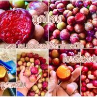 ราคา เชอรี่ดอย เชอรี่นอกฤดู cherry ผลไม้สด (21468997012)